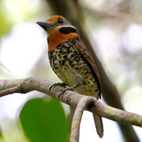 Spotted Puffbird